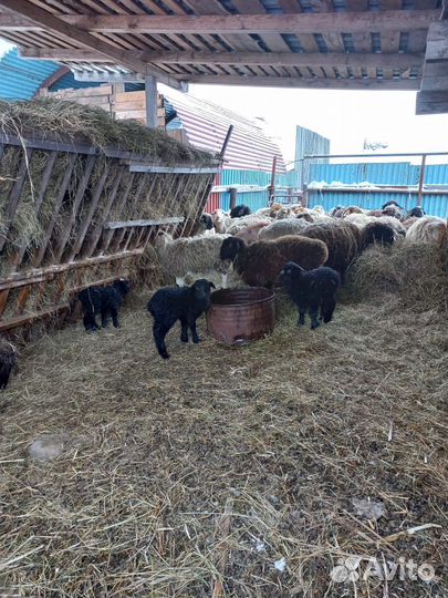Продам Овец Баранов