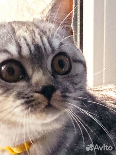 Передержка собак/кошек/грызунов/птиц