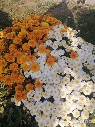 Хризантемы мультифлоры и корейская