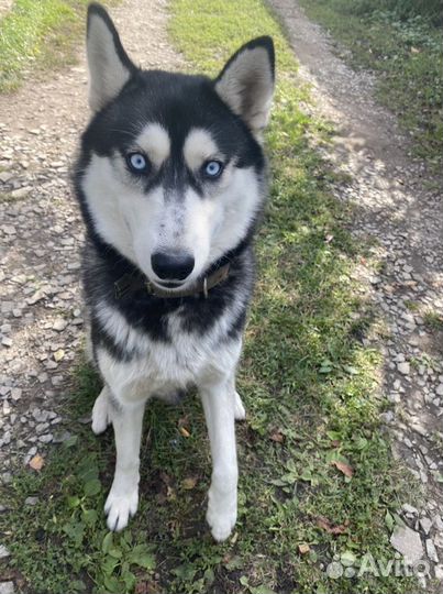 Сибирский хаски вязка