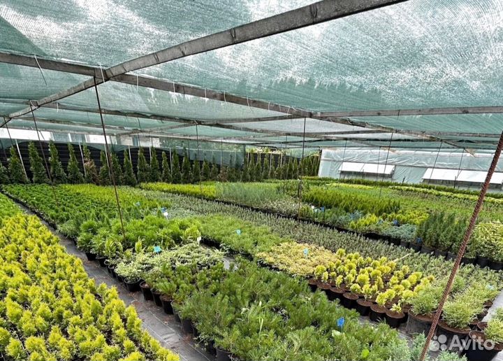 Саженцы туи оптом