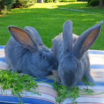 Кролики фландр и ризен голубой