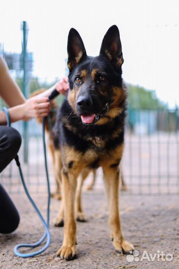 Молодой овчар Покер. Спасите из приюта