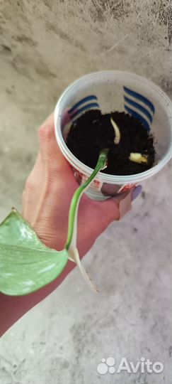 Монстера вариегатная Альба