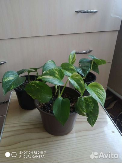 Сциндапсус