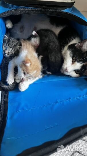 Котята