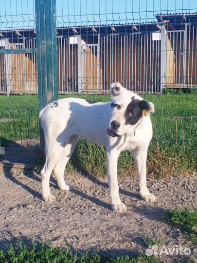 Собака алабай