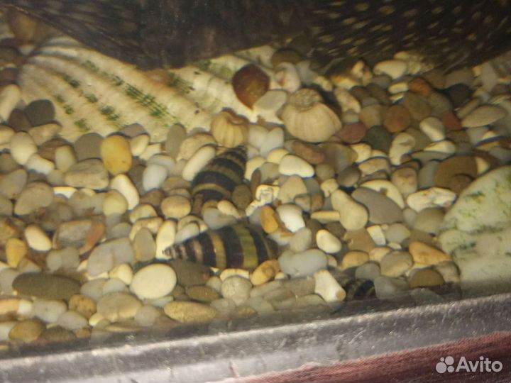 Улитка хелена