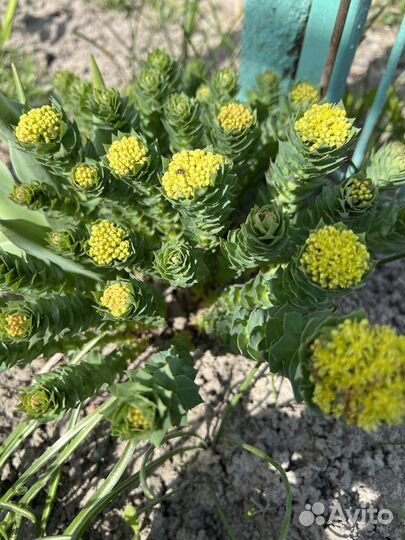 Очиток чистец родиола колокольчик хризантема