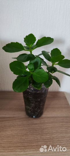 Каланхоэ цветущий