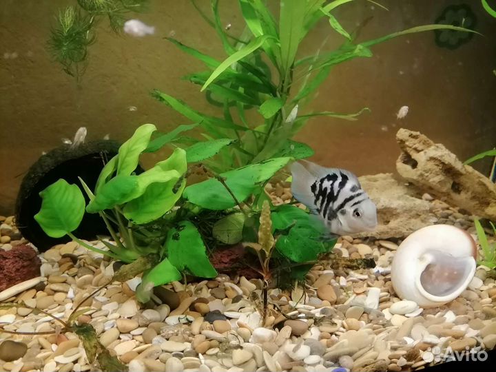 Рыбка сапфировый попугай