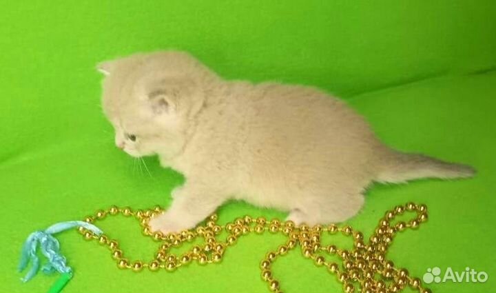 Золотая шиншилла ny 12, сy 12 с документами