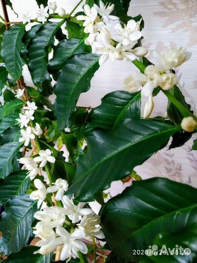 Кофейное дерево арабика