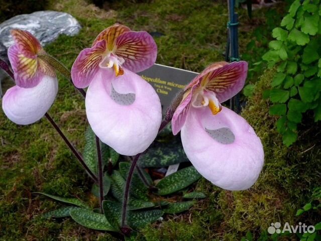 Орхидея фаленопсис. Башмачок