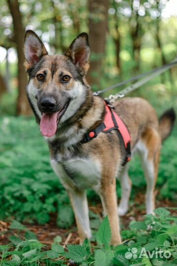 Замечательная Умка из приюта ищет дом