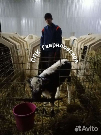 Бычки телята Белгородские