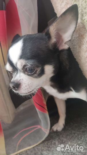 Вязка чухуахуа