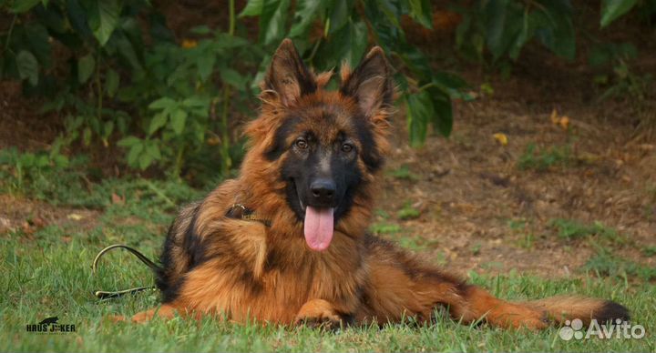 Сука- подросток немецкой овчарки д/ш