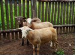 Катумские бараны и овцы