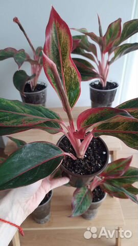 Аглаонема Крит