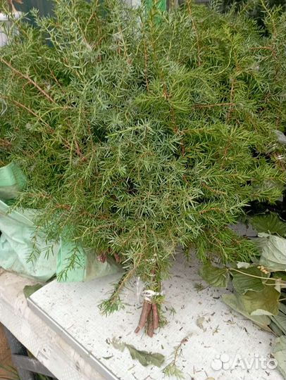 Веники можжевеловые