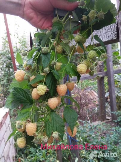 Малина Анна мегаурожайная