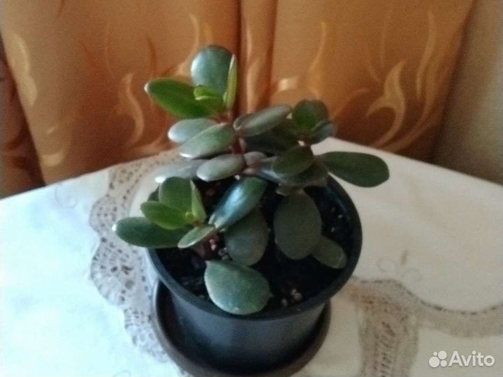 Крассула толстянка