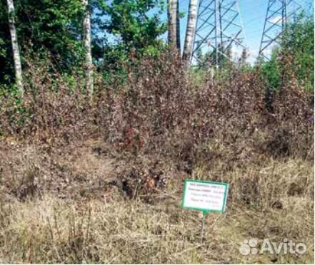 Железнодорожный гербицид от сорняков (ржд)