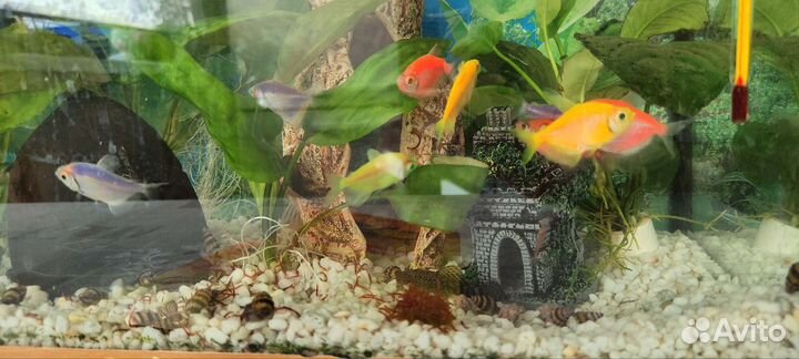 Аквариум со всем содержимым