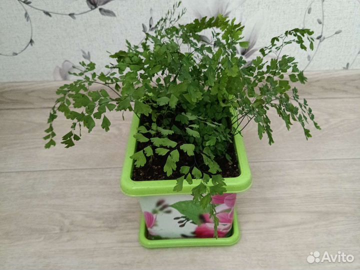 Венерин волос