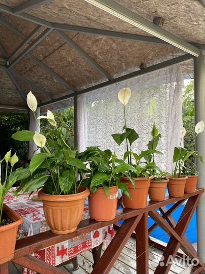 Комнатные цветы Женское счастье