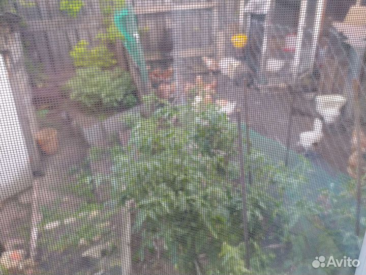 Домашние куриные яйца