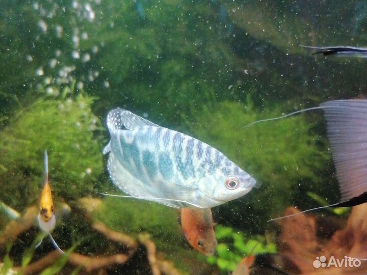 Гурами мраморный