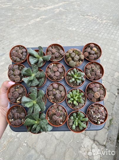 Суккуленты