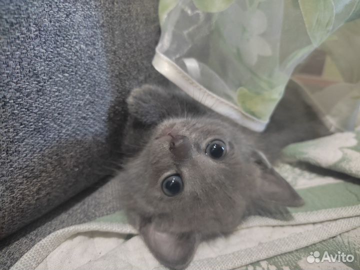 Котятки в добрые руки)