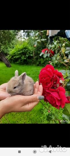 Декоративные кролики