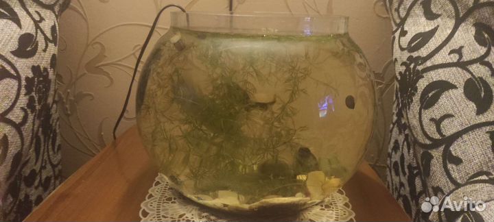 Аквариум