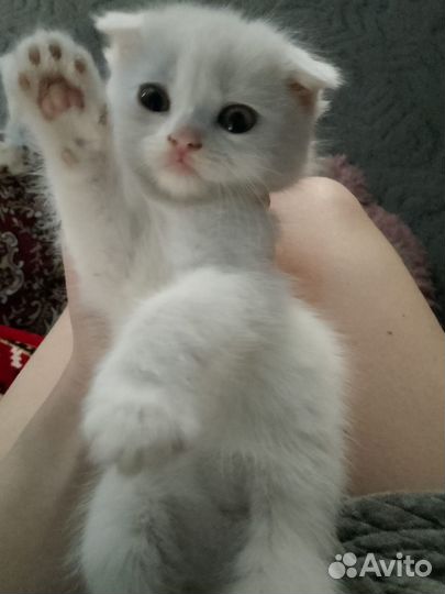 Шотландская