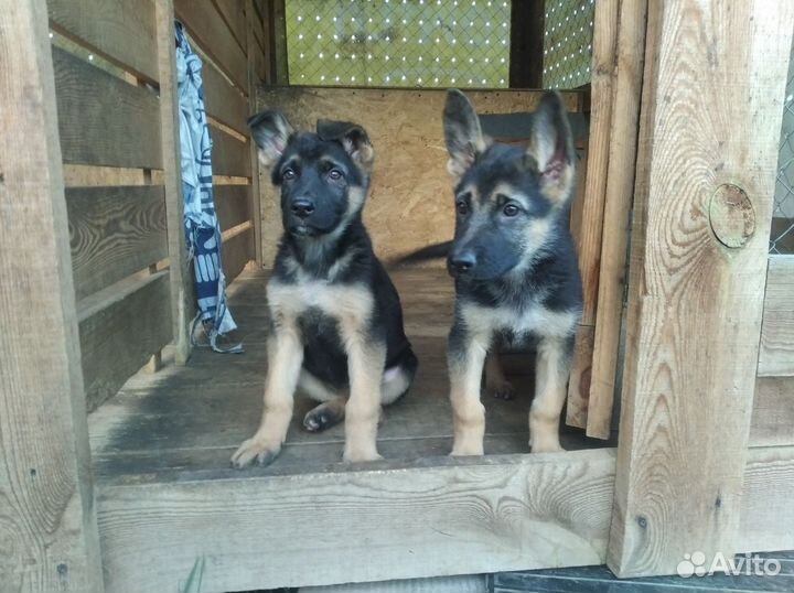 Восточно европейская овчарка (немецкая ) щенки