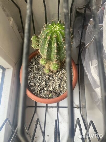 Отростки (детки) кактусов