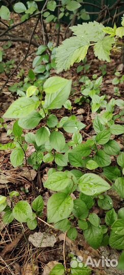 Кизильник саженцы