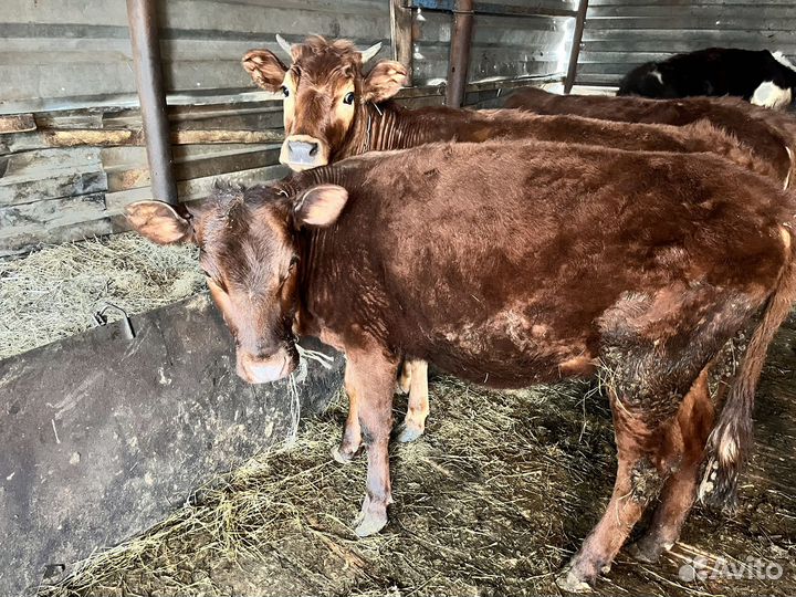 Телята телочки