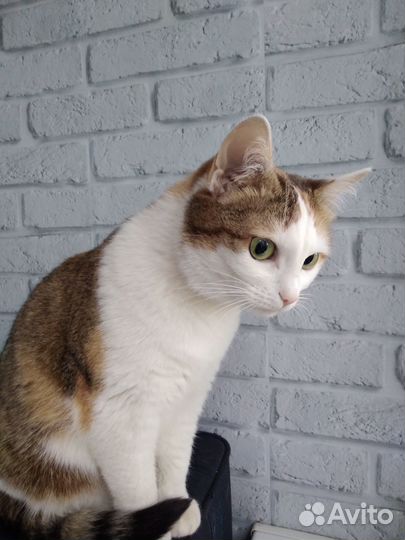 Трехшерстная кошка Тася