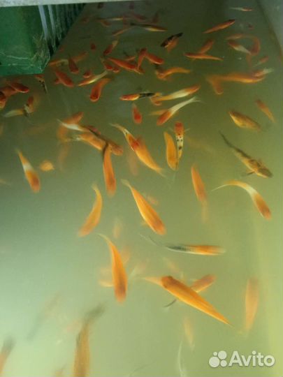 Аквариумные рыбы