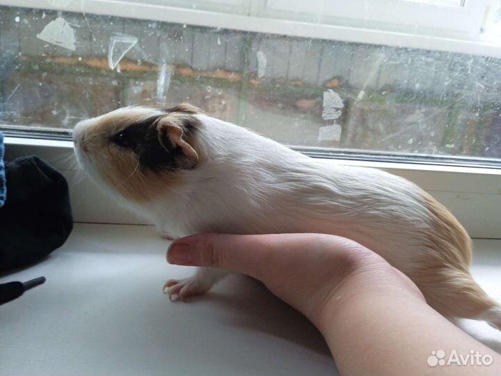 Морская свинка