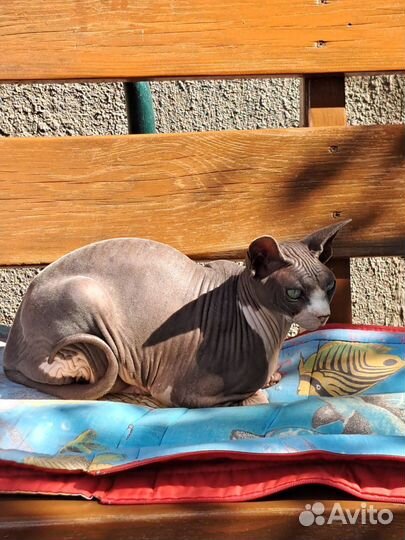 Канадский сфинкс девочка