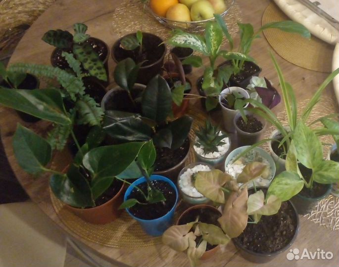 Комнатные цветы