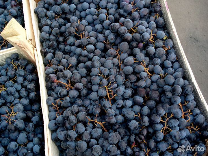 Виноград Изабелла цена кг 70руб