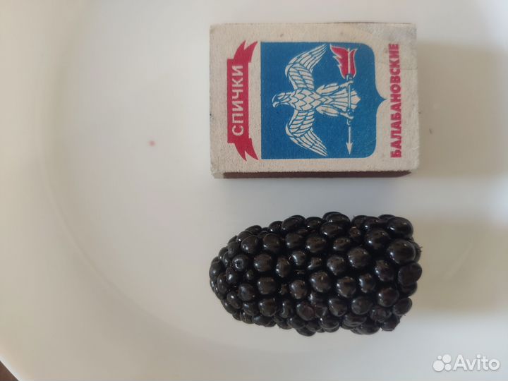 Ежевика Блек Джем, Прайм Арк Фридом