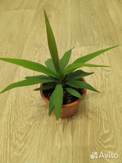 Пальма, толстянка